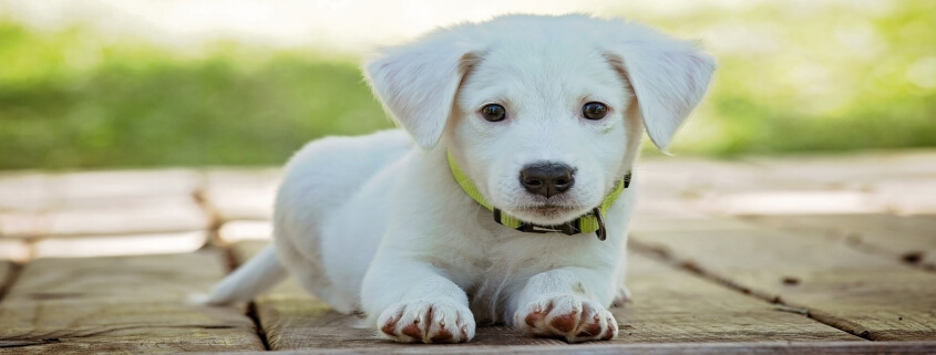 puppy 1903313 1920 1 - Spending time with your beloved pet doesn’t have to be scary.