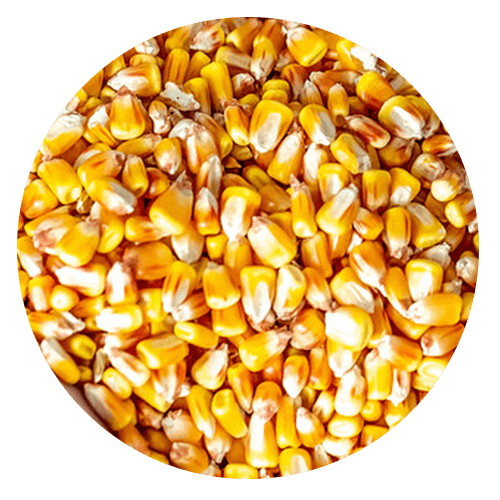 gluten allergy