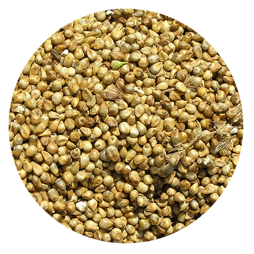 gluten allergy