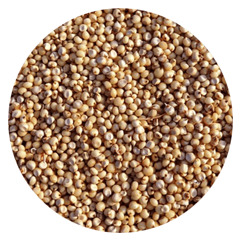 sorghum - Gluten Allergy