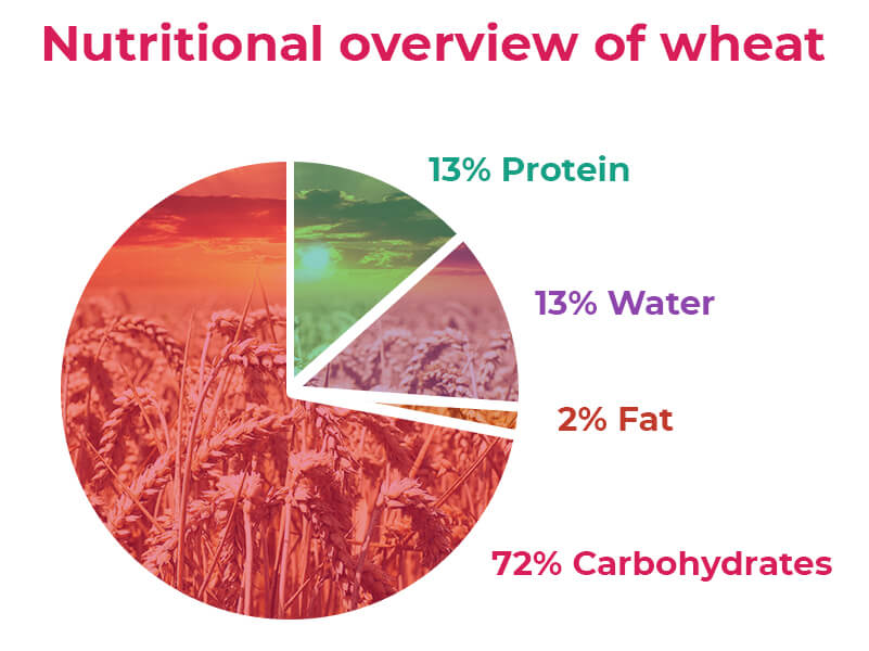 wheat graphic - Wheat Allergy