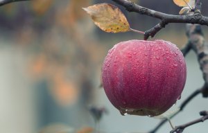 close up of fruits hanging on tree 257840 300x192 - The Benefits Of Getting Your 5-A-Day