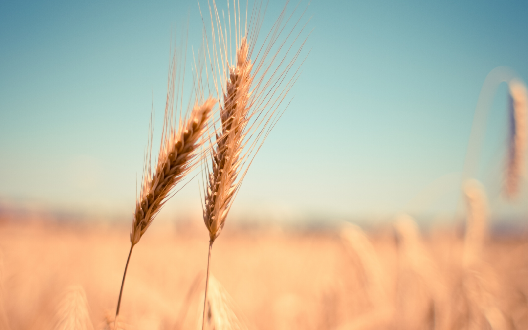 Understanding Non-Celiac Gluten Intolerance