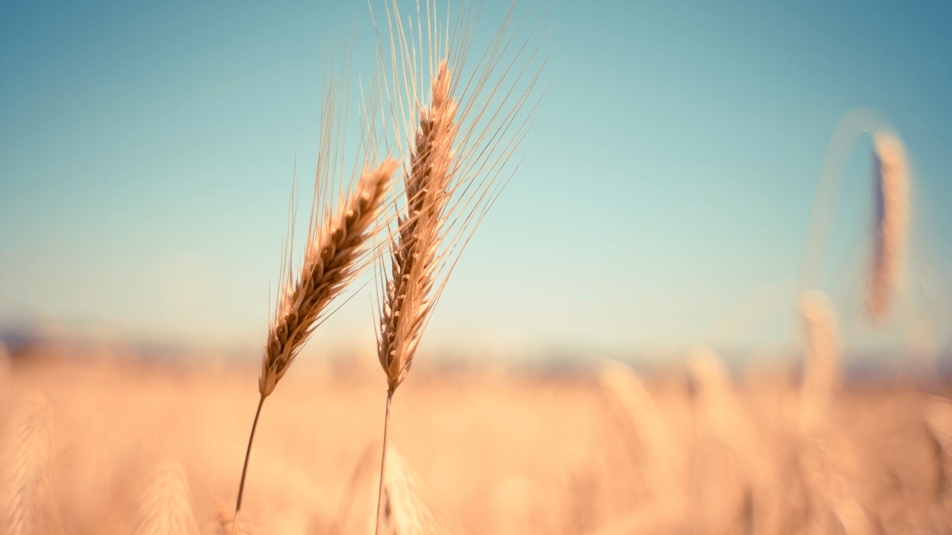 understanding non-coeliac gluten intolerance