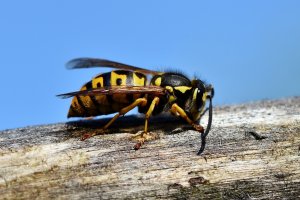 hornet 3336385 1920 300x200 - How Allergies Could Affect Your Summer