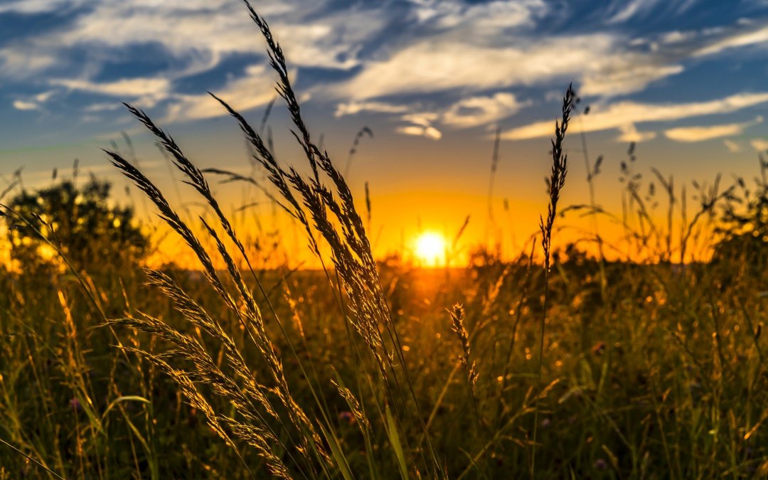 How Allergies Could Affect Your Summer